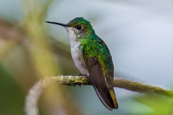 Snowy-bellied Hummingbird