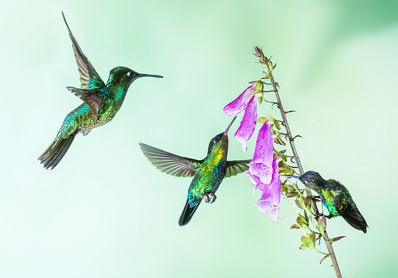Fiery-throated Hummingbird (right) and Magnificent (left)