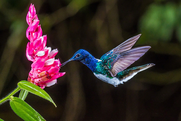 White-necked Jacobin