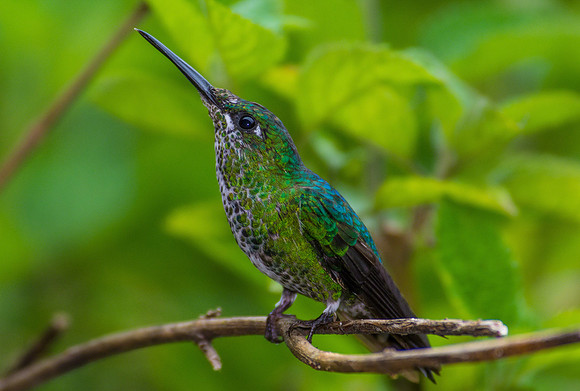 Green-crowned Brilliant (Female)