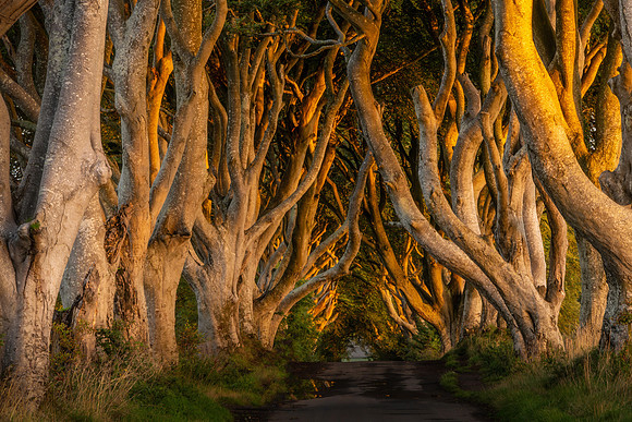 The Dark Hedges, Antrim Coast