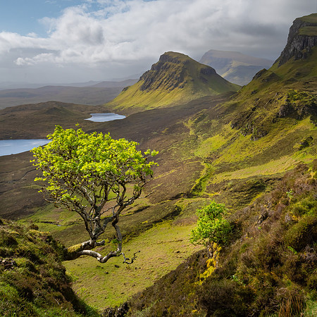 Quiraing Tree, Skye