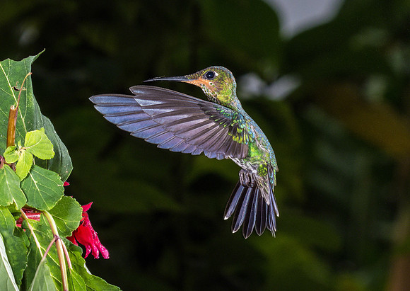 Green-crowned Hummingbird