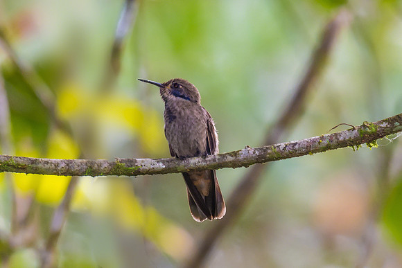 Brown Violetear