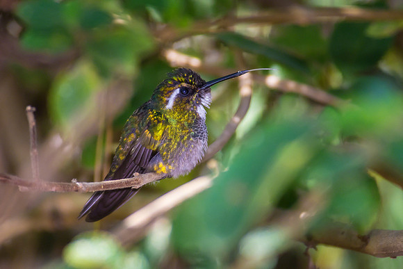 White-throated Mountain Gem