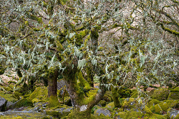 Wistman's Wood