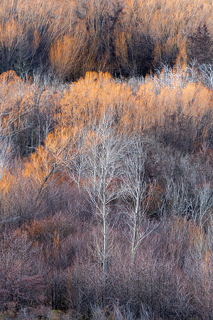 Trees II, Patterson's Ponds