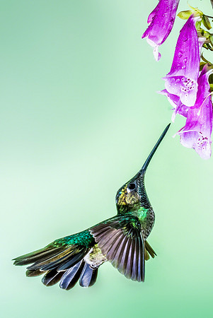 Magnificent Hummingbird