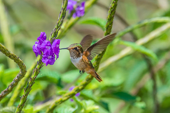 Scintillant Hummingbird