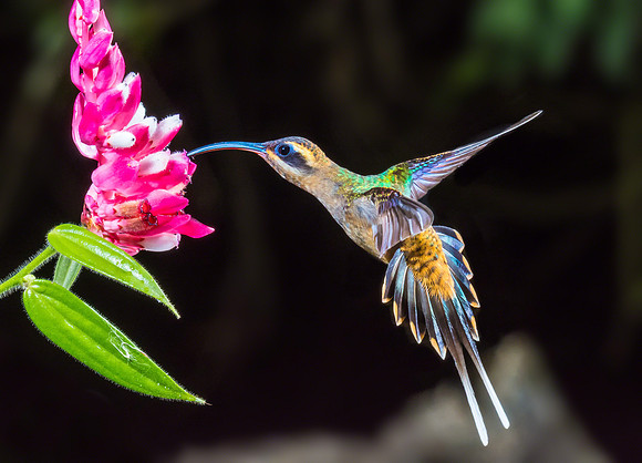 Long-billed Hermit