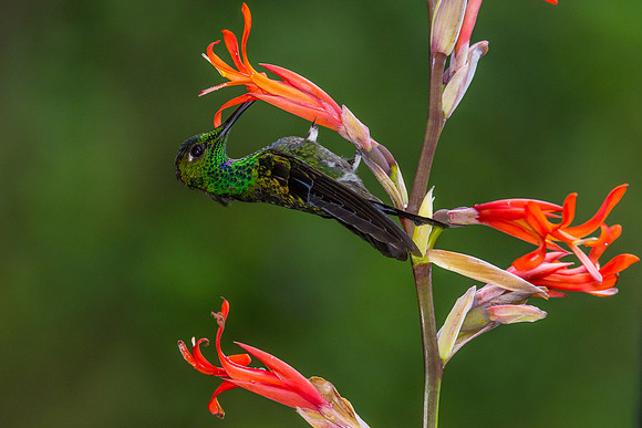 Green-crowned Brilliant  (Male)