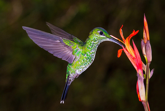 Green-crowned Brilliant  (Female)