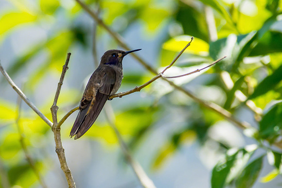 Brown Violetear