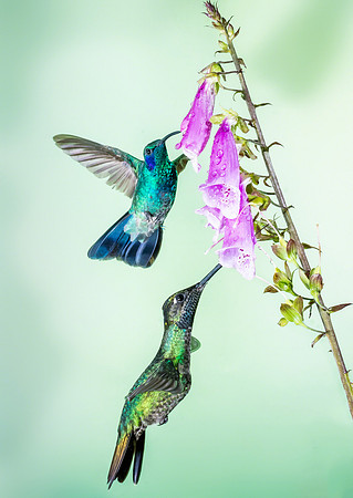 Fiery-throated (top) and Magnificent (bottom)