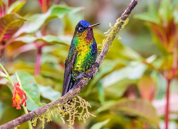 Fiery-throated Hummingbird