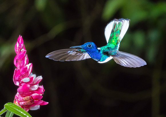 White-necked Jacobin
