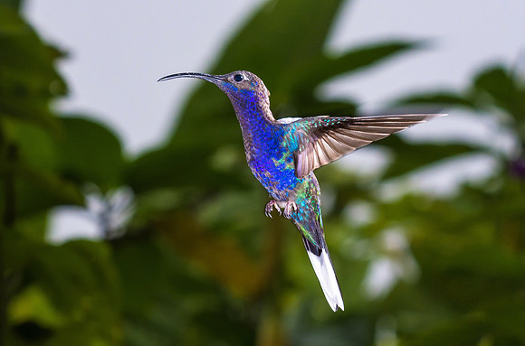 Violet Sabrewing