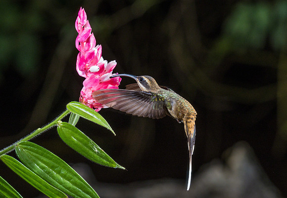 Long-billed Hermit