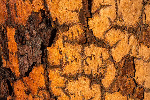 Karijini, tree bark