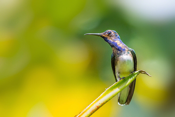 White-necked Jacobin (Immature)