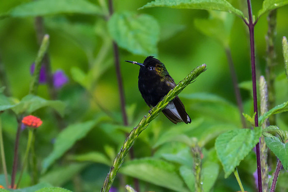 Black-bellied Hummingbird