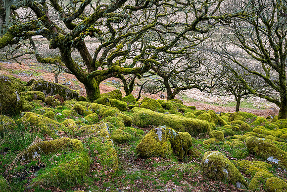 Wistman's Wood