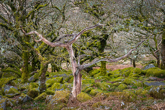 Wistman's Wood