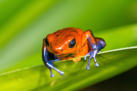 Blue Jeans Dart Frog