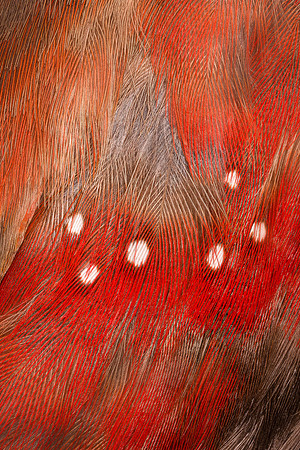 Flights of Beauty:  Crimson Finch