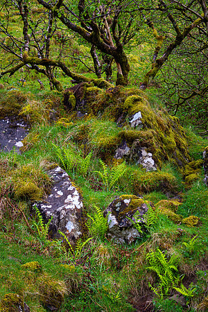 Fairy Glen Wood