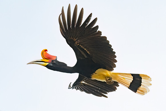 Rhinoceros Hornbill in Flight