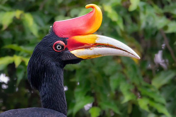 Male Rhinoceros Hornbill