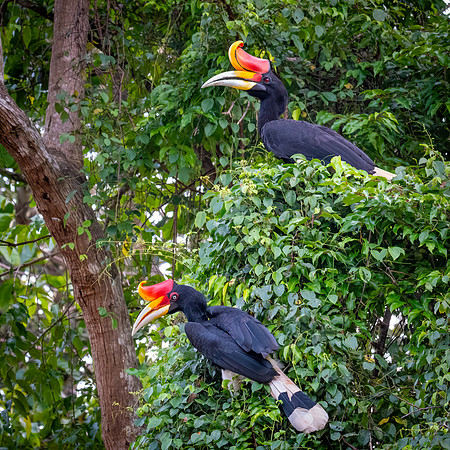Male & Female Rhinoceros Hornbills"