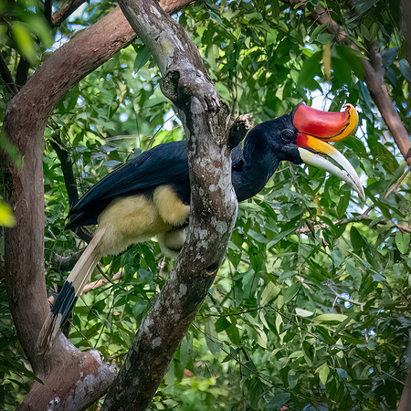 Female Rhinoceros Hornbill