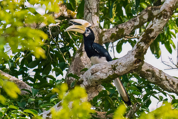 Oriental Pied Hornbill