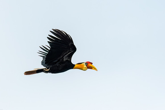 Wrinkled Hornbill in Flight