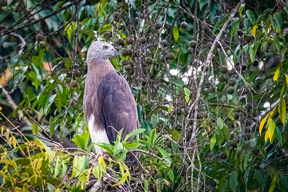 Lesser Fish Eagle