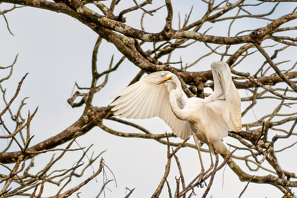 Great Egret