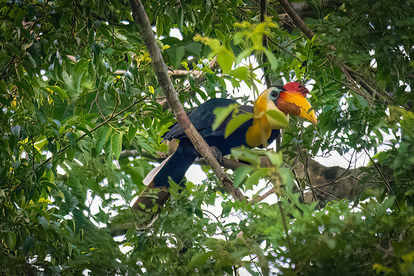 Wrinkled Hornbill