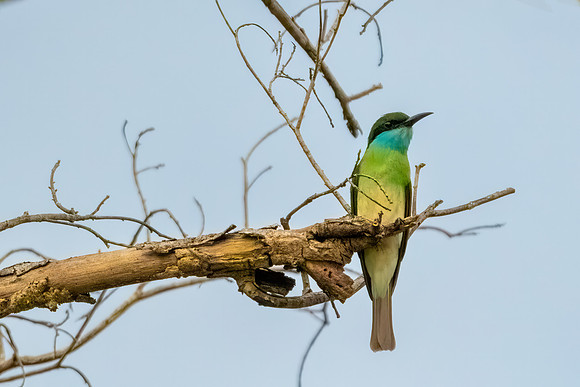 Blue-throated bee-eater