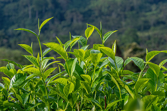 Sabah Tea