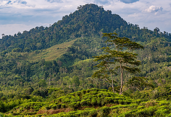 Tea Plantation