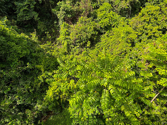 Rainforest II
