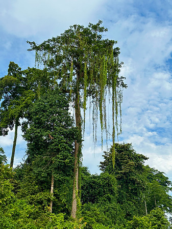 Rainforest I