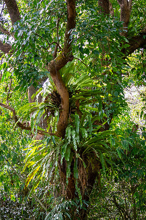 Rainforest IV