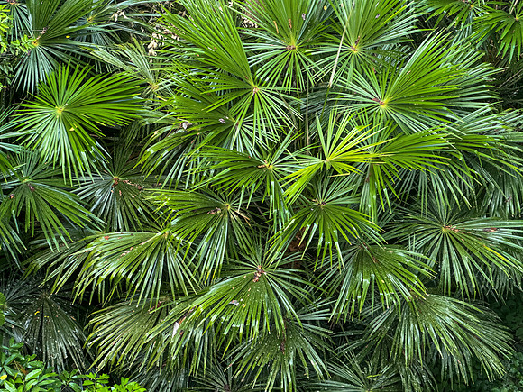 Rainforest III