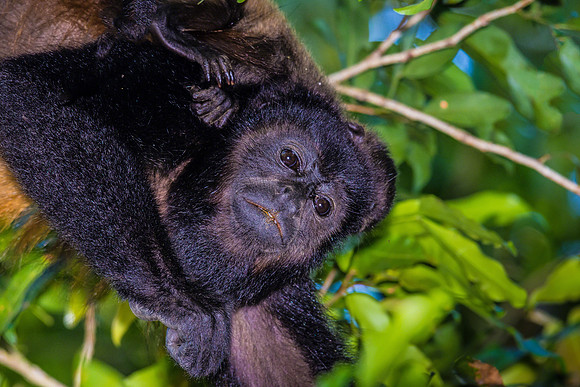 Howler Monkey
