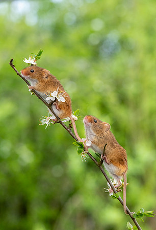 Harvest Mice
