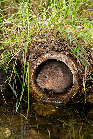 Water Vole