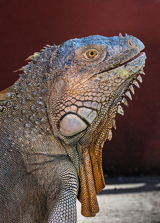 Iguana